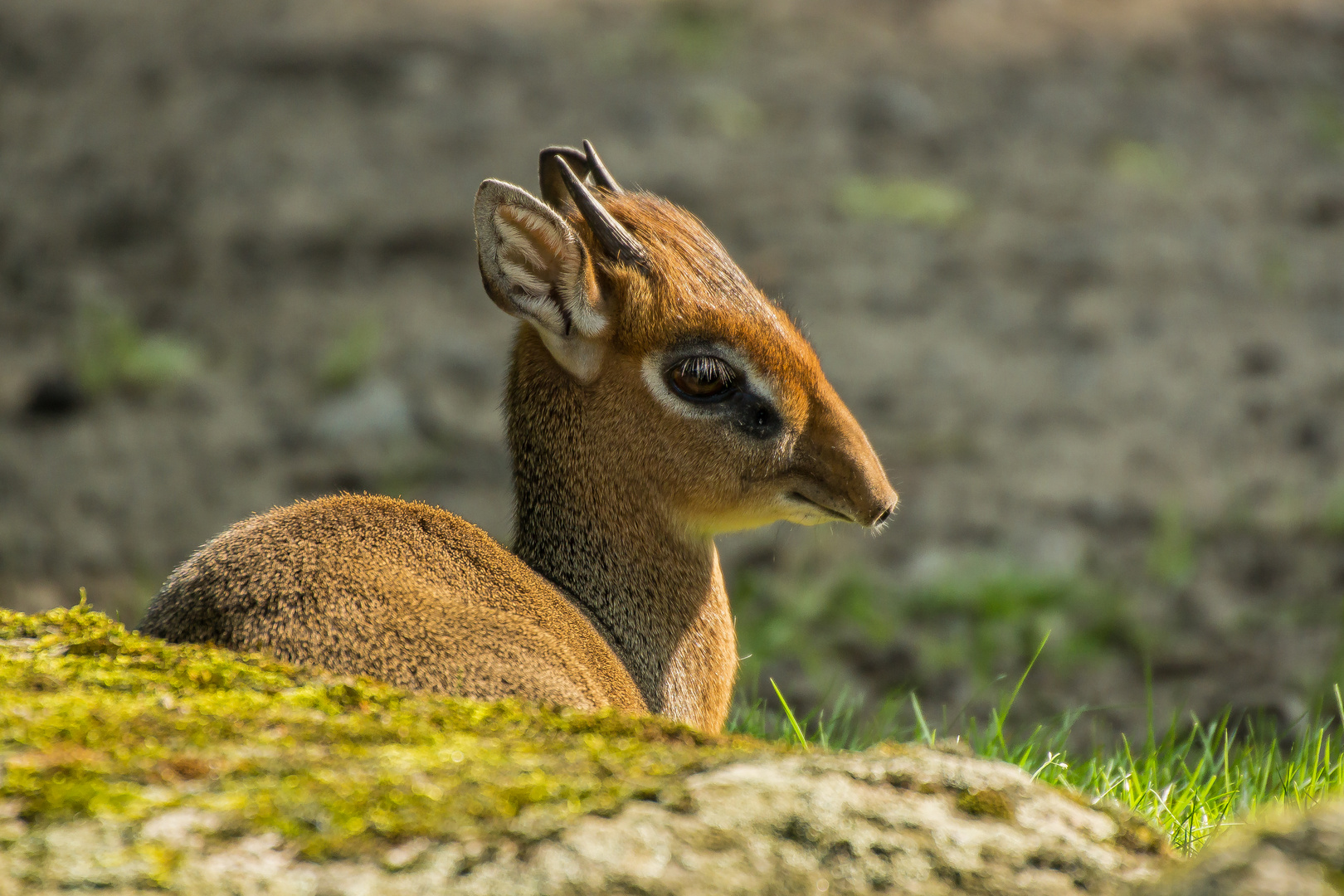 Kirk-Dikdik // Zwergrüssel