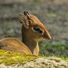 Kirk-Dikdik // Zwergrüssel