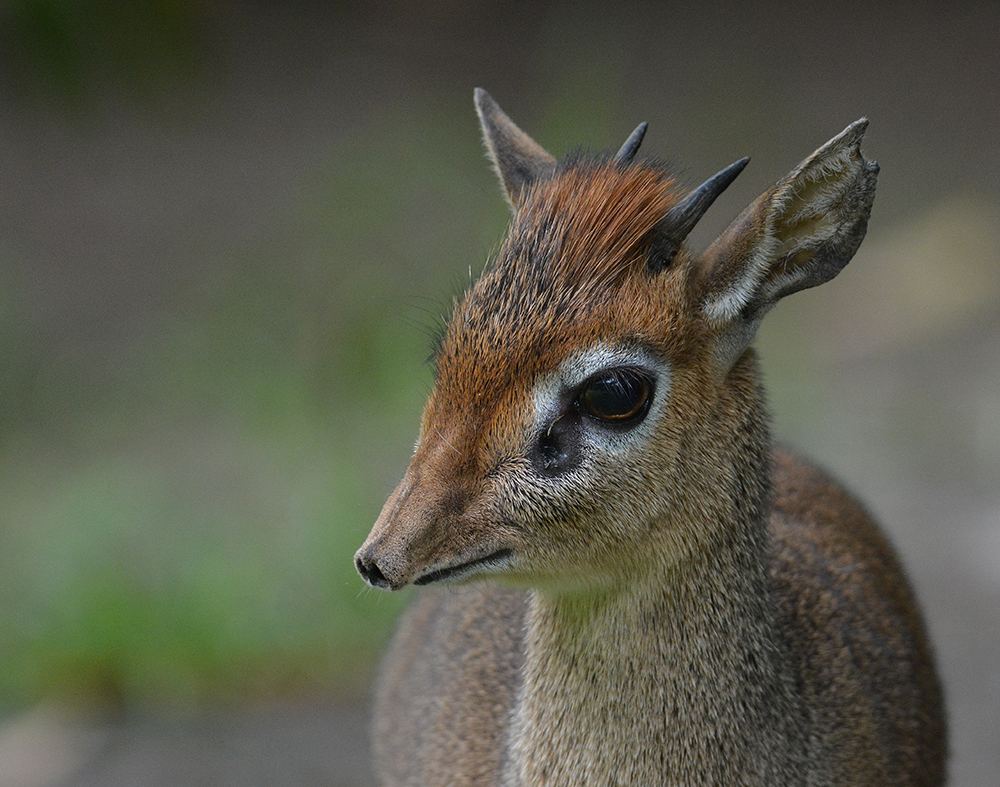 Kirkdikdik