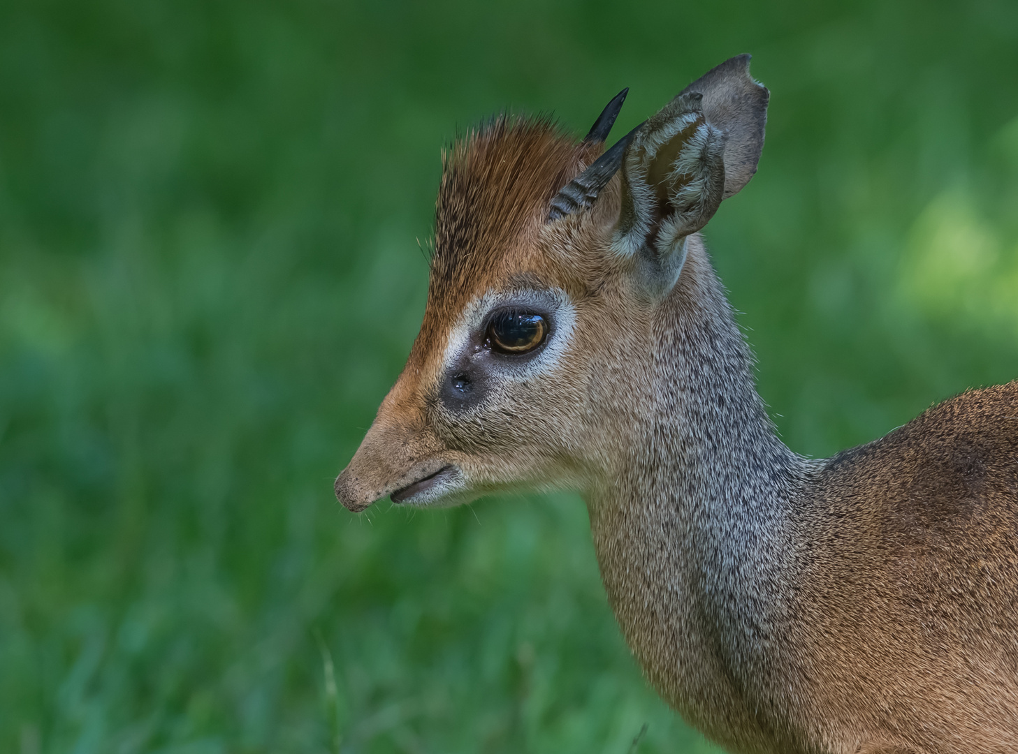 Kirkdikdik