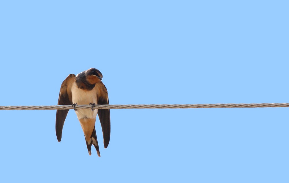 Kirlangic (Hirundo rustica)