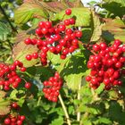 Kirmizi Bitgile Engelskirchen den / Rote Früschte aus Engelskirchen