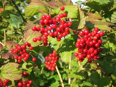 Kirmizi Bitgile Engelskirchen den / Rote Früschte aus Engelskirchen