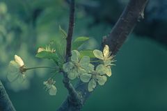 Kirscblüten im Abendlicht