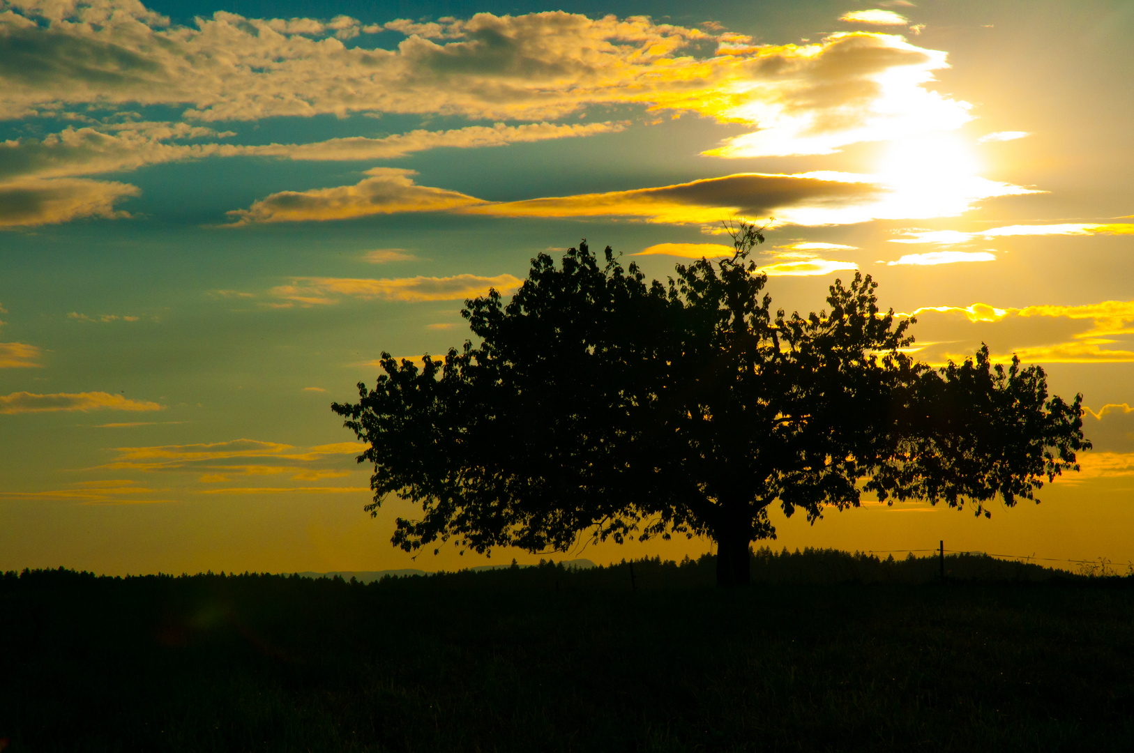 Kirsch Baum