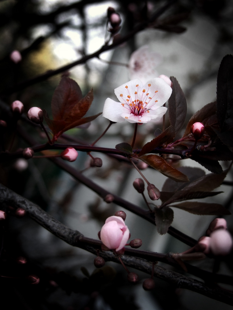 kirsch blüte