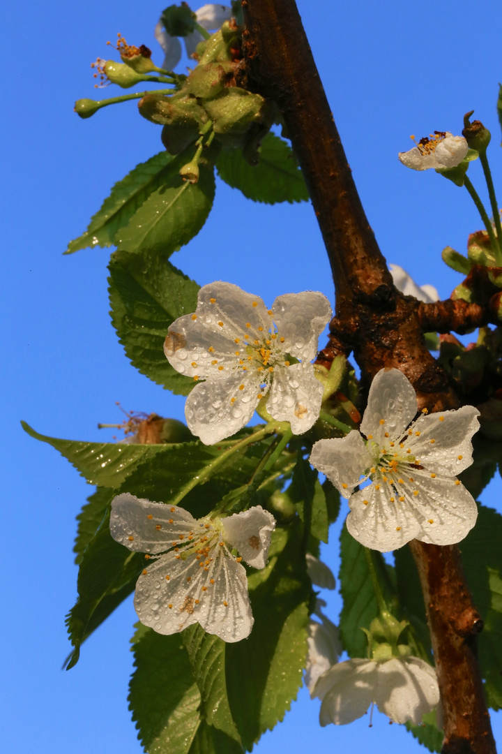 Kirsch-Blüte 4