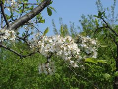 Kirsch Blüte