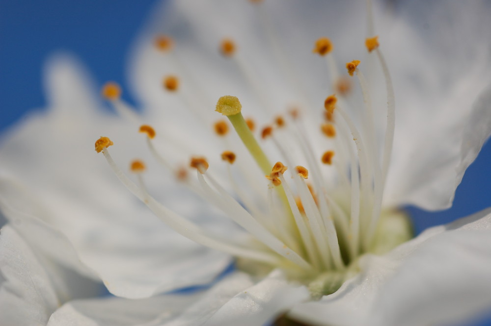 Kirsch Blüte