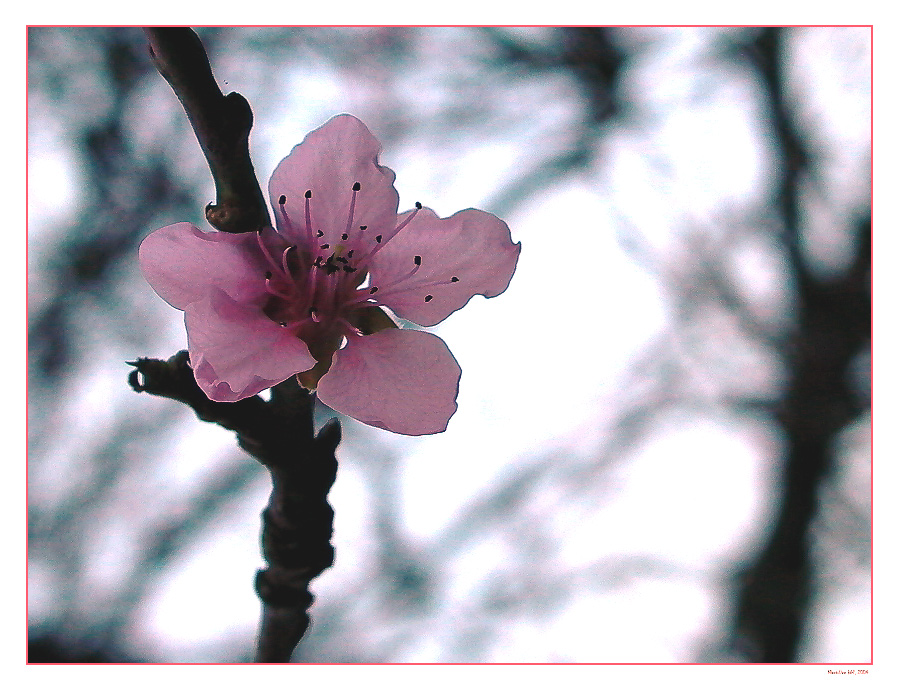 Kirsch-Blüte im April