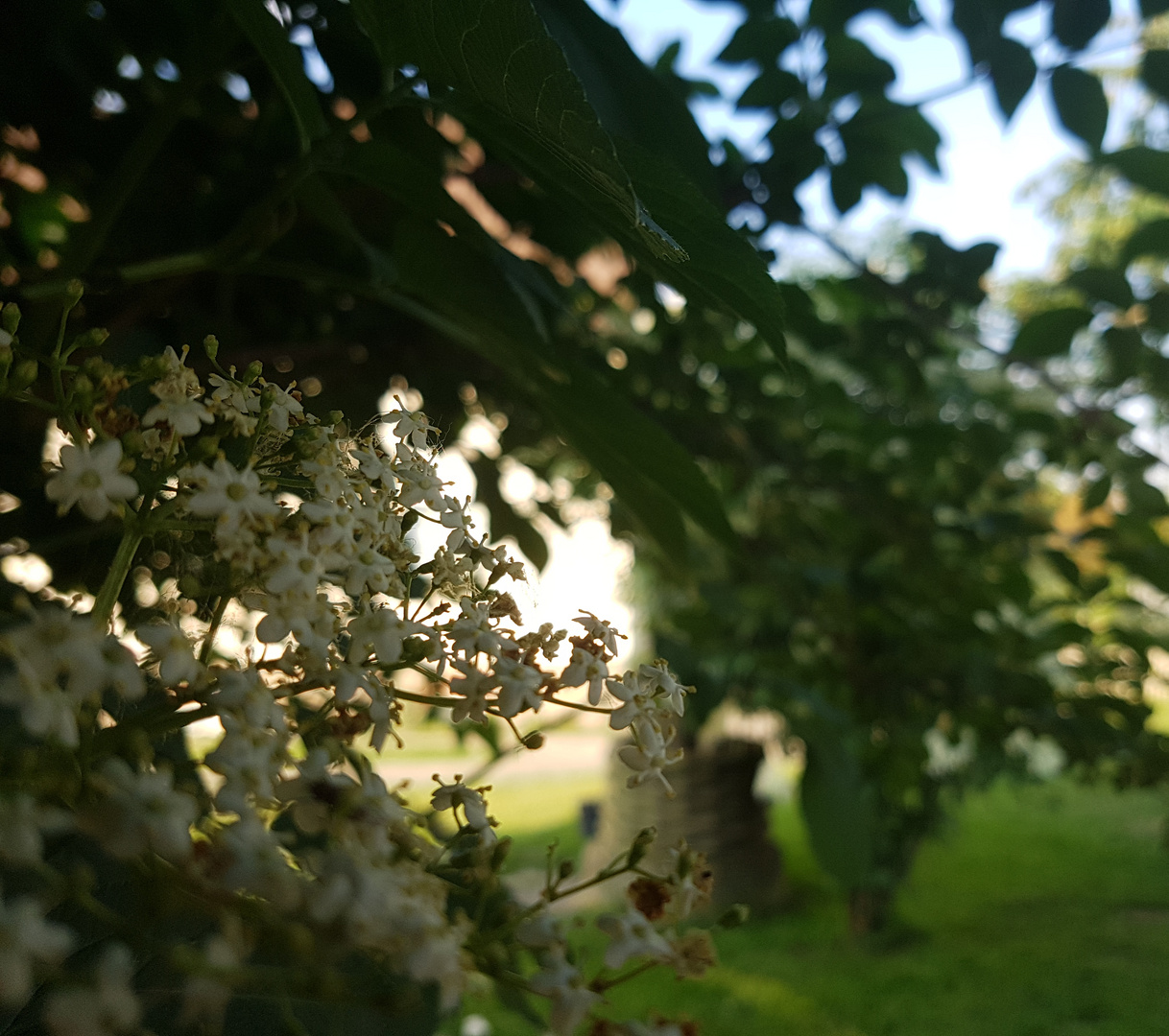 Kirsch Blüten 