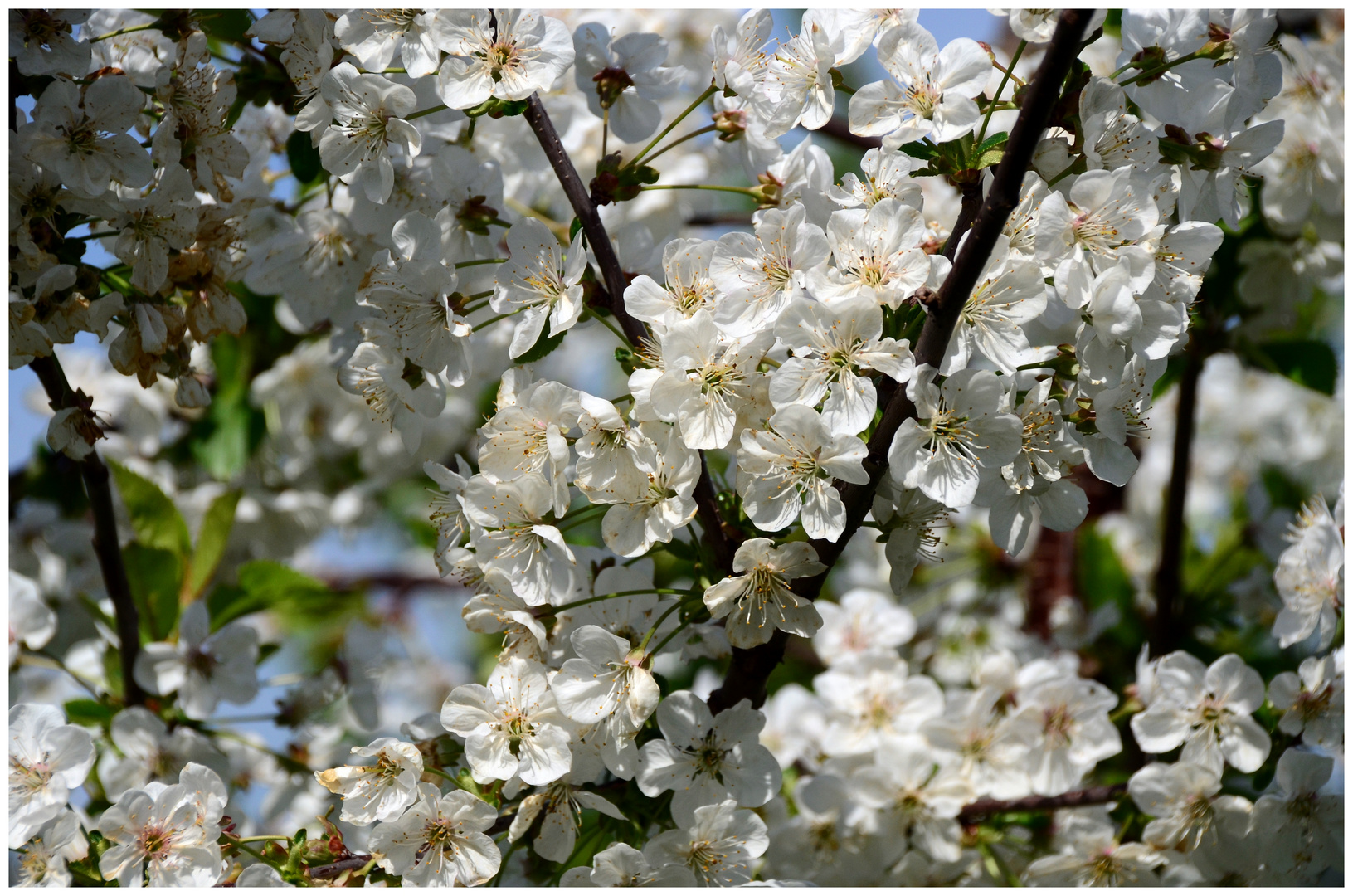 Kirsch-Blüten-Pracht