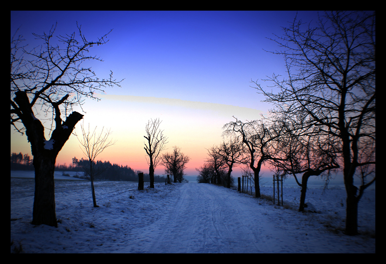 Kirschallee im Winterschlaf