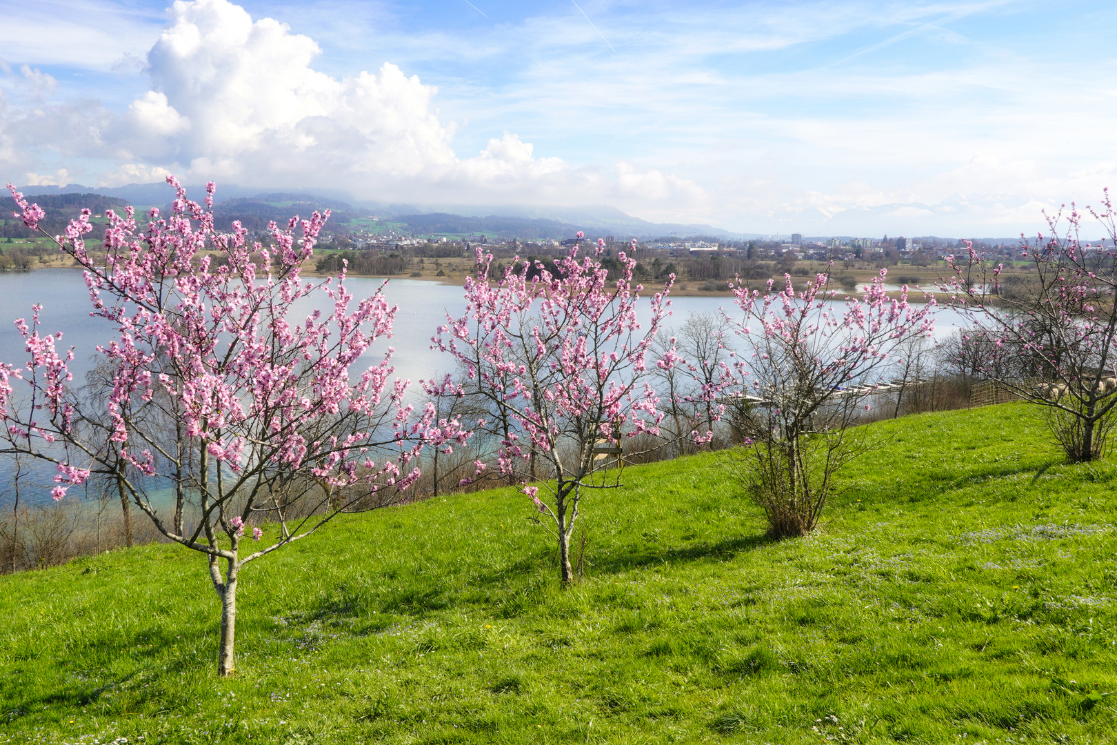 Kirschbäumchen mit Seeblick