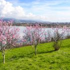 Kirschbäumchen mit Seeblick