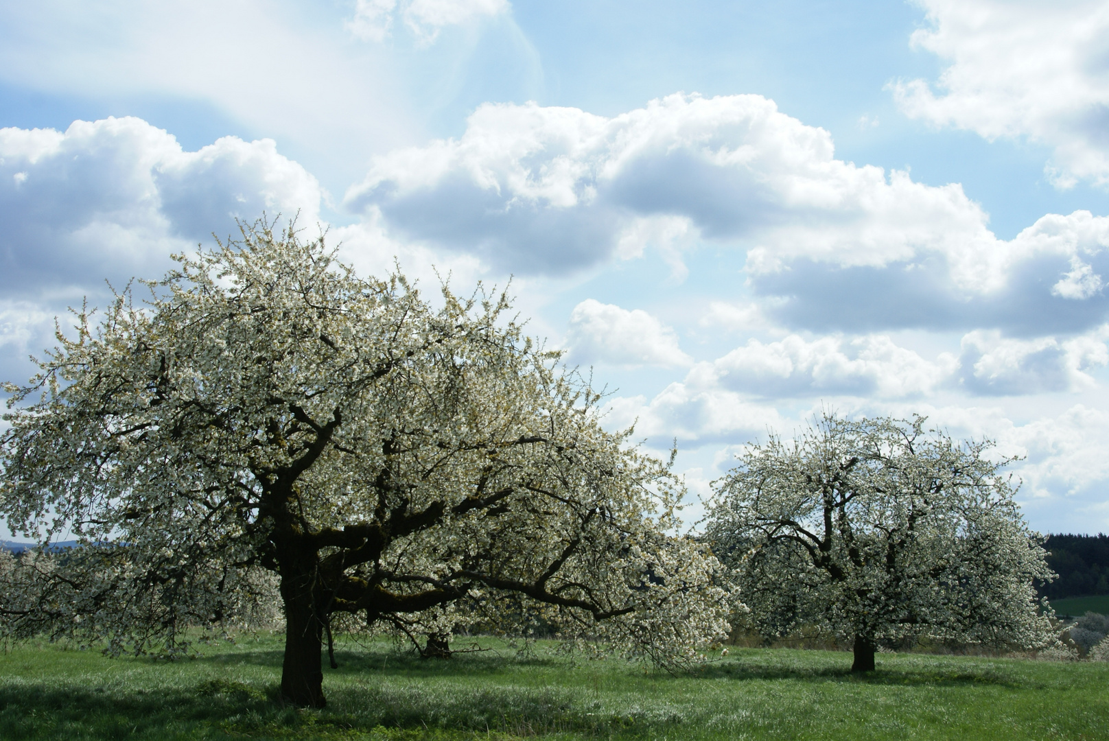 Kirschbäume Foto & Bild pflanzen, pilze & flechten, bäume, blatt