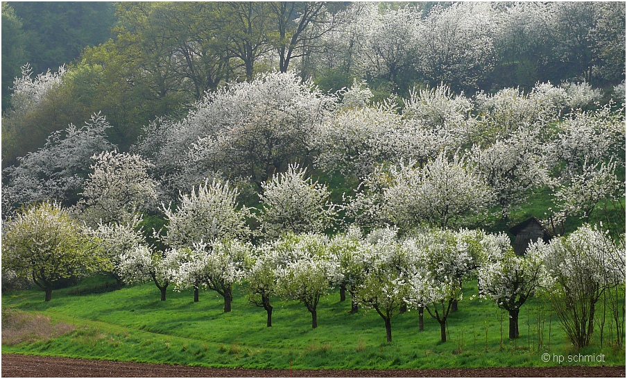 Kirschbäume