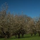 Kirschbäume