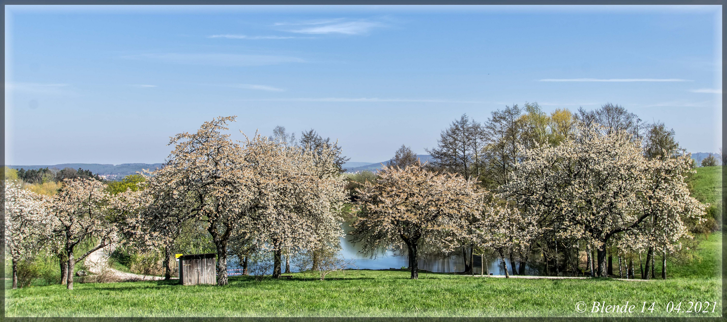 Kirschbäume am See