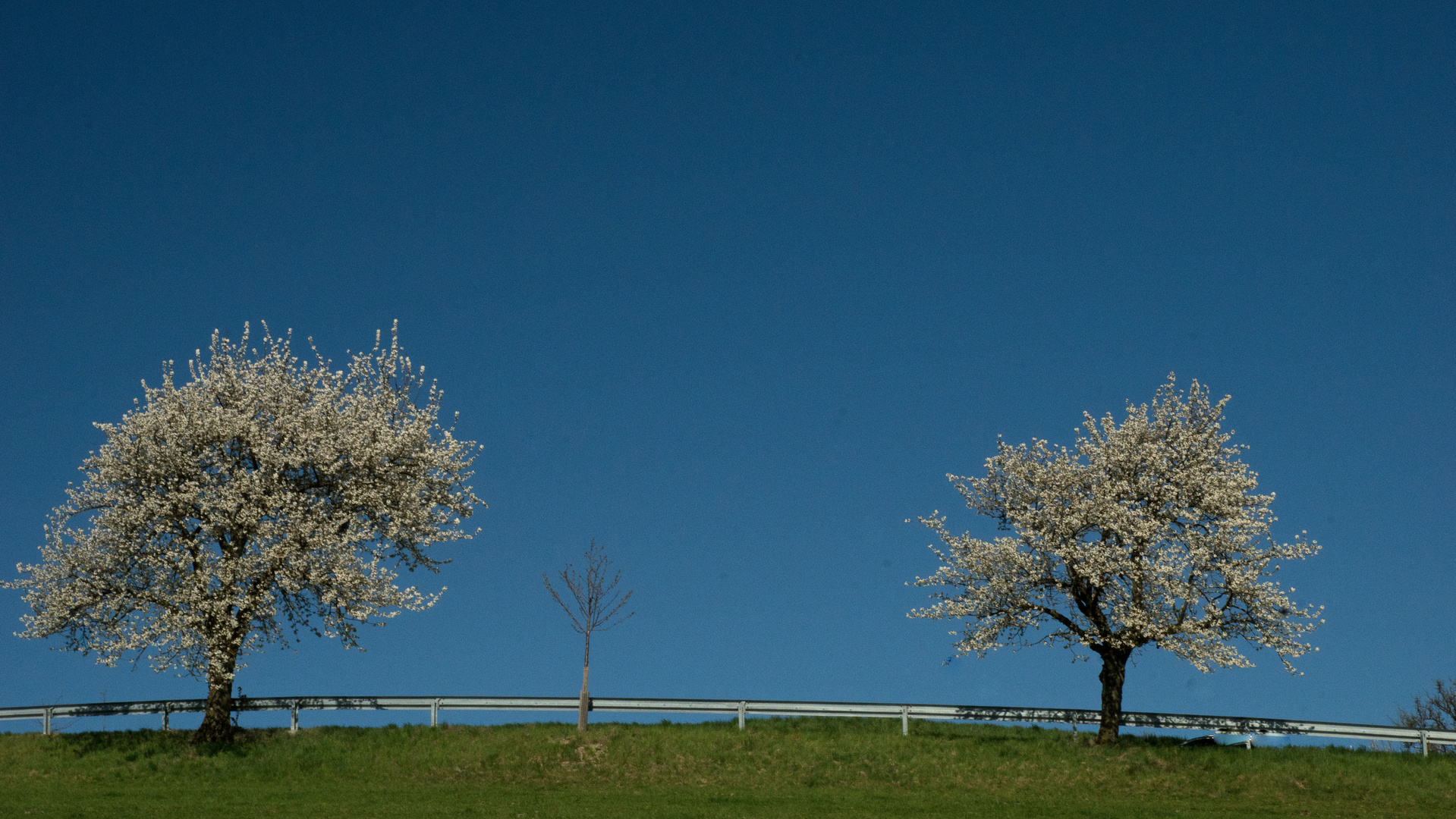 Kirschbäume an der Straße