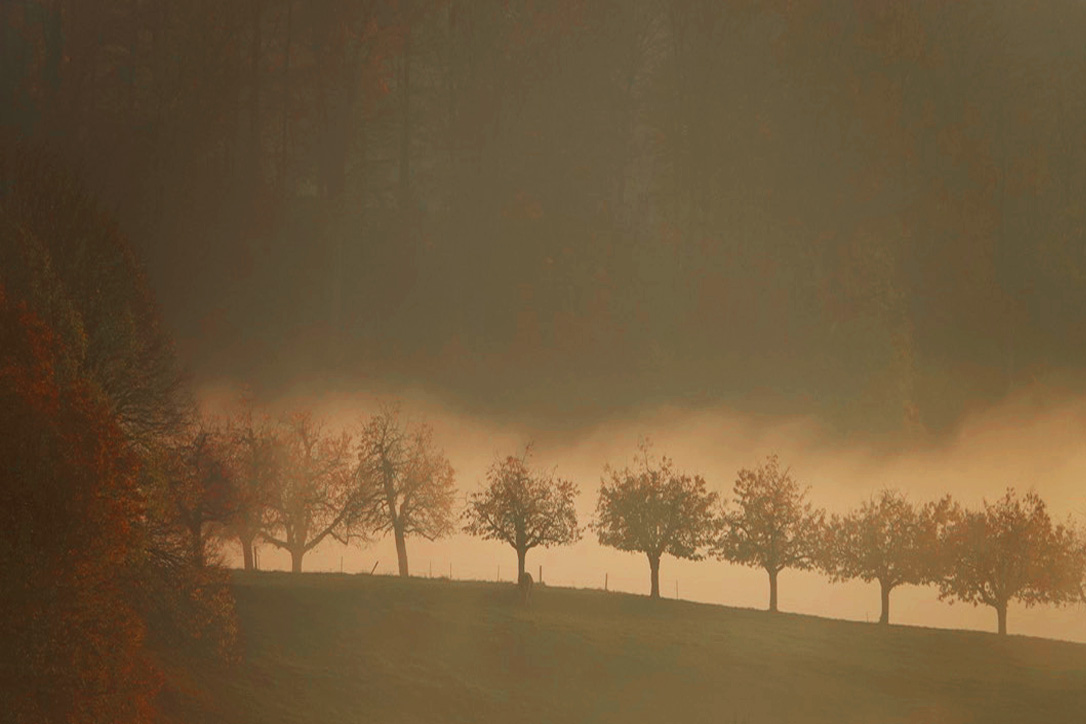 Kirschbäume " bei " Herbst und Nebel