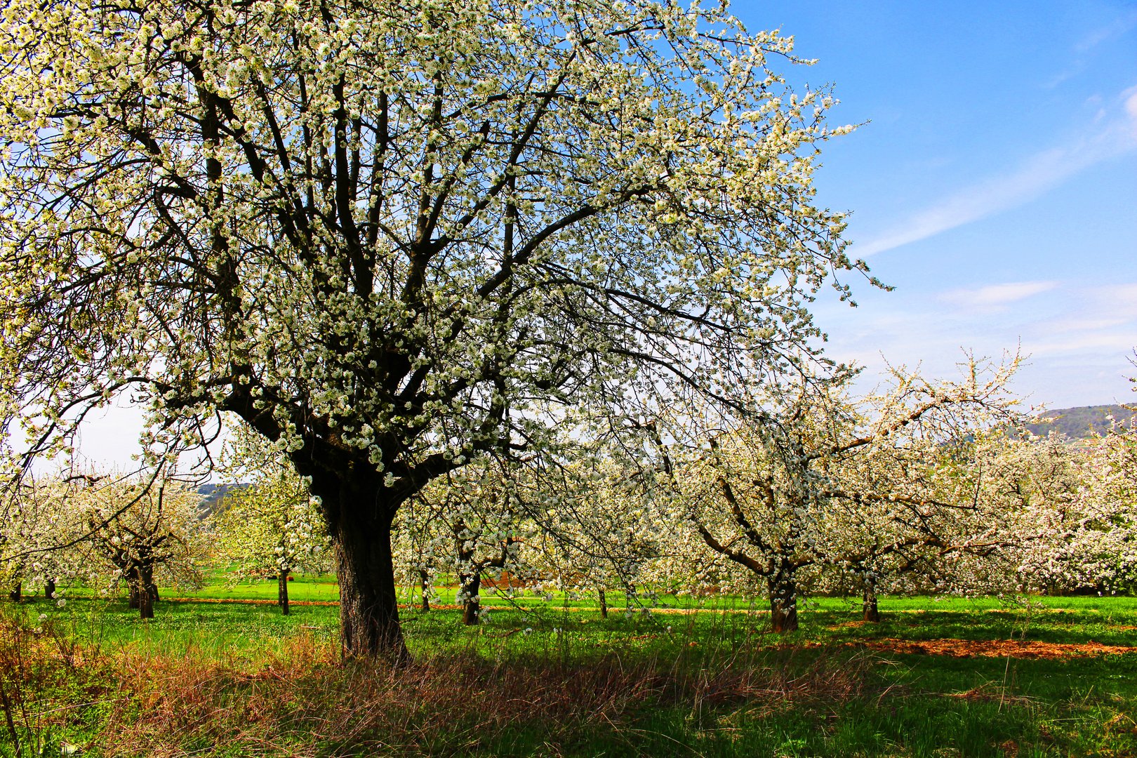 Kirschbäume Foto & Bild jahreszeiten, frühling, kirsche Bilder auf
