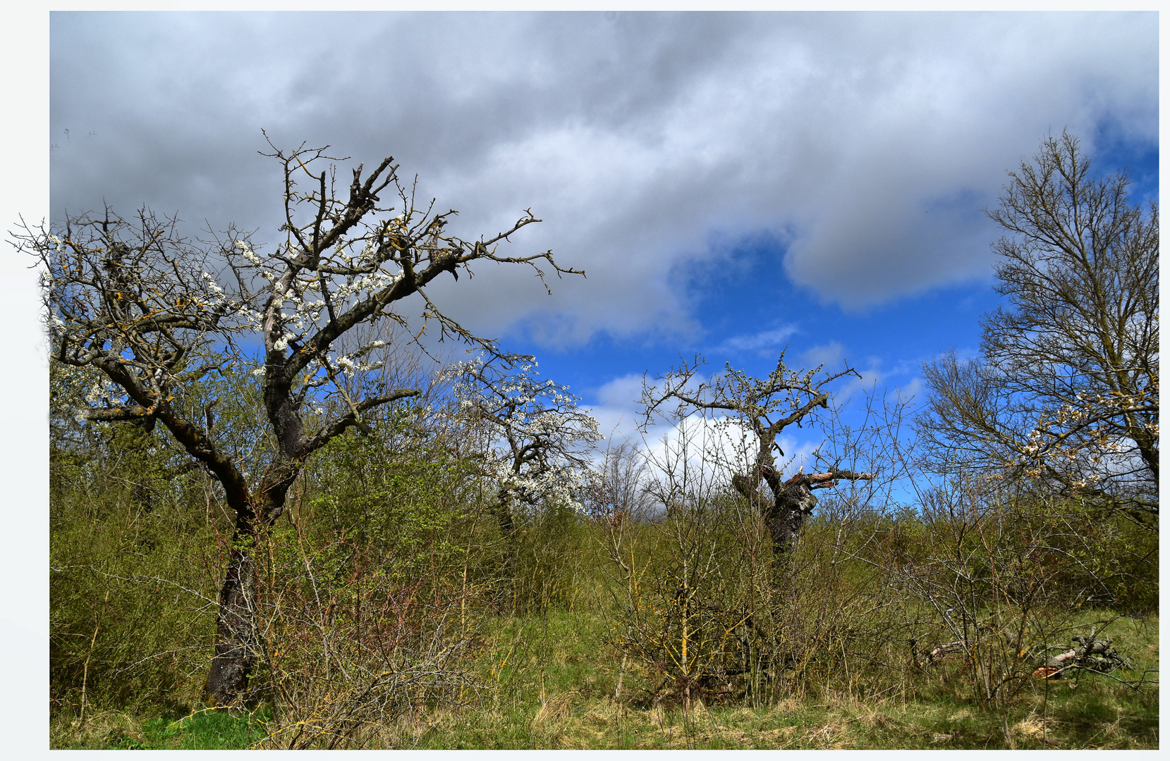 Kirschbäume