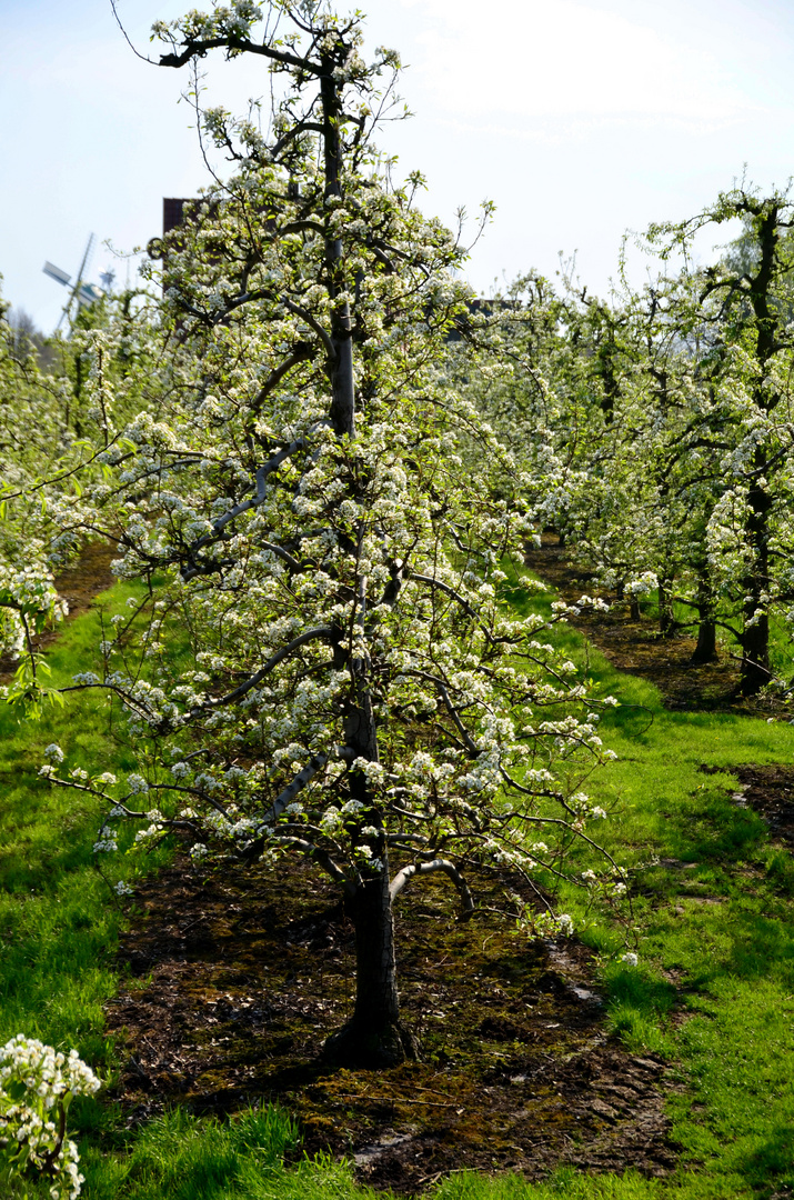 Kirschbäume im Alten Land