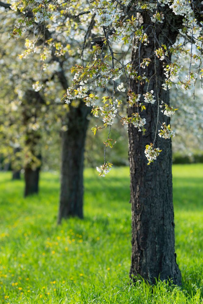 Kirschbäume im Frühling