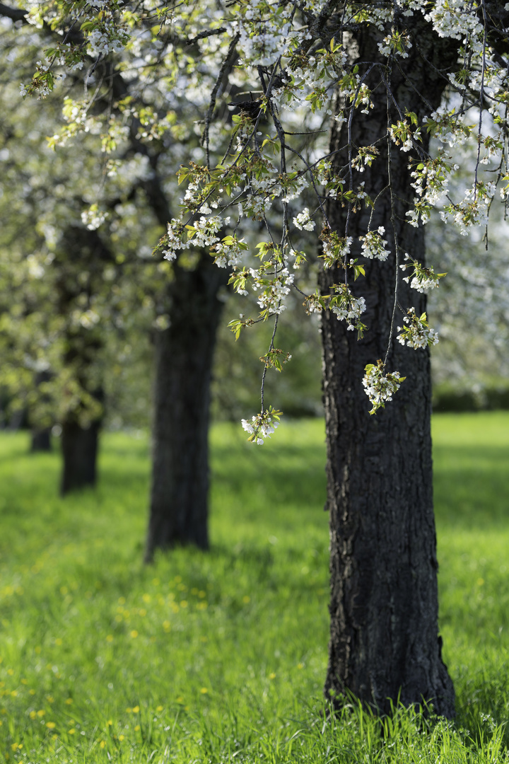 Kirschbäume im Frühling