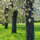 Kirschbäume im Frühling