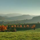 Kirschbäume im Herbst