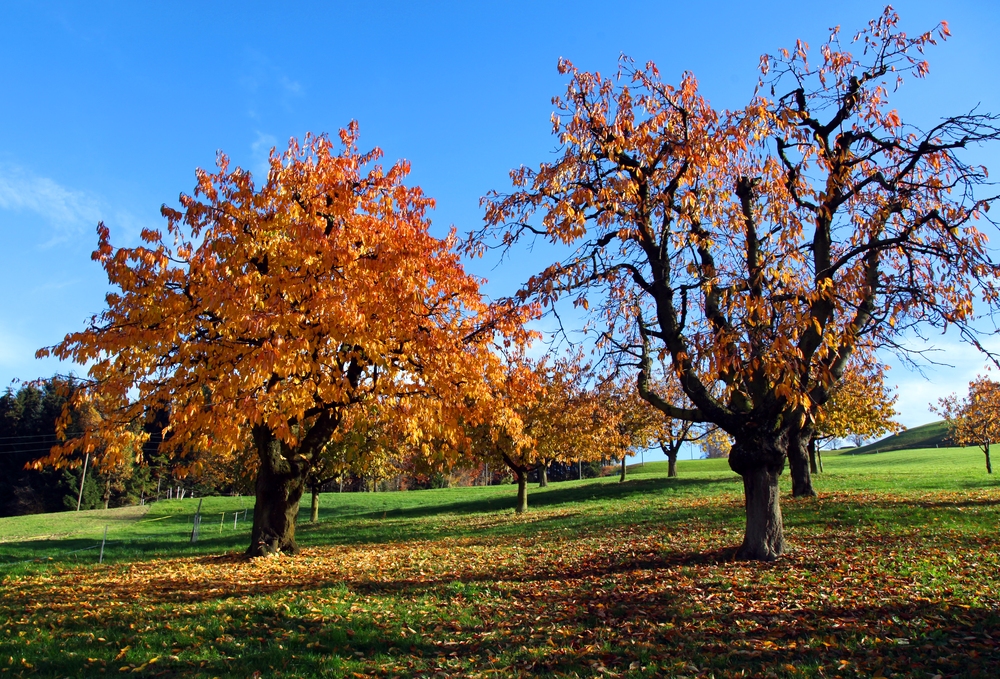 Kirschbäume im Herbstkleid