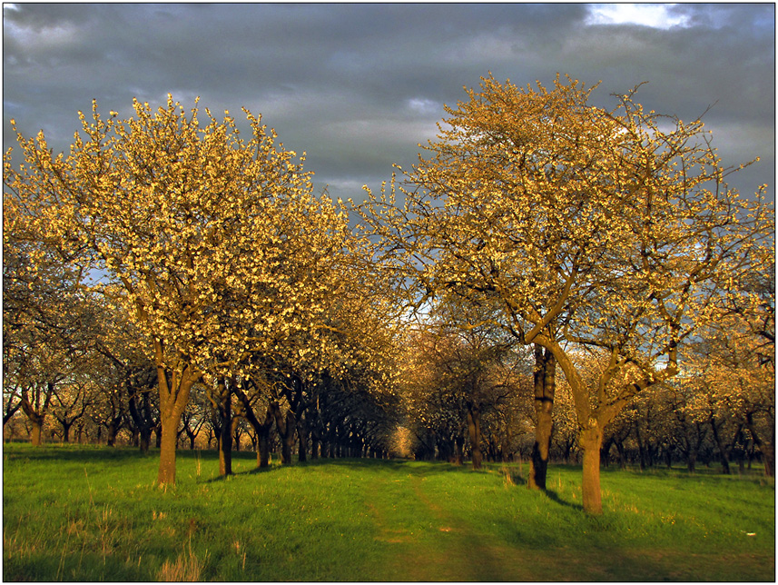 Kirschbäume in der Abendsonne