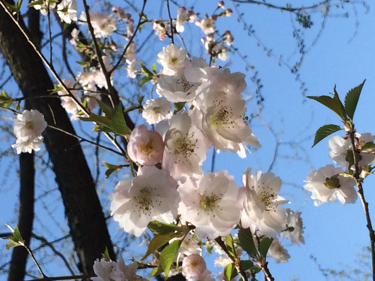 Kirschbäume in der Blütezeit