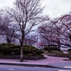 Kirschbäume in Hirosaki