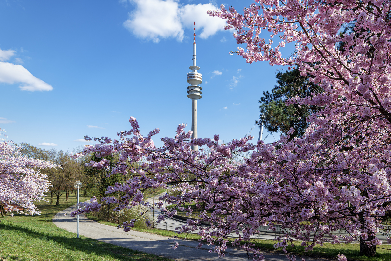 Kirschbäume in München