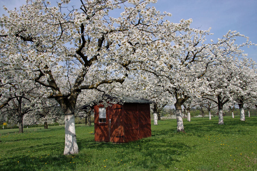 Kirschbäume in voller Blüte