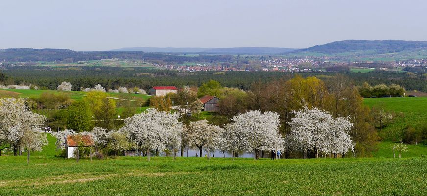 Kirschbäume, so weiß wie Schnee