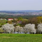 Kirschbäume, so weiß wie Schnee