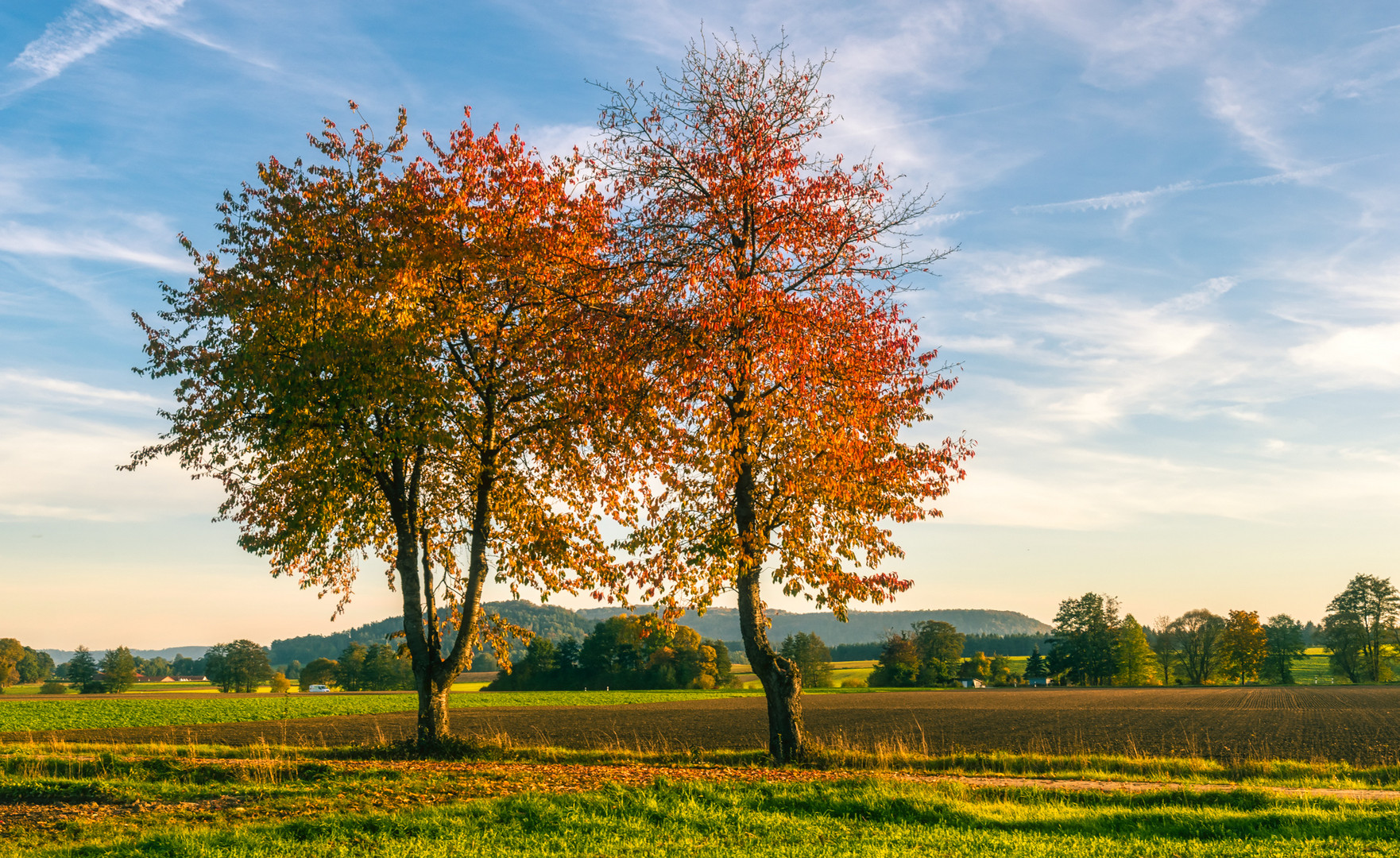 Kirschbäume vor herbstlicher Landschaft