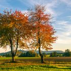 Kirschbäume vor herbstlicher Landschaft