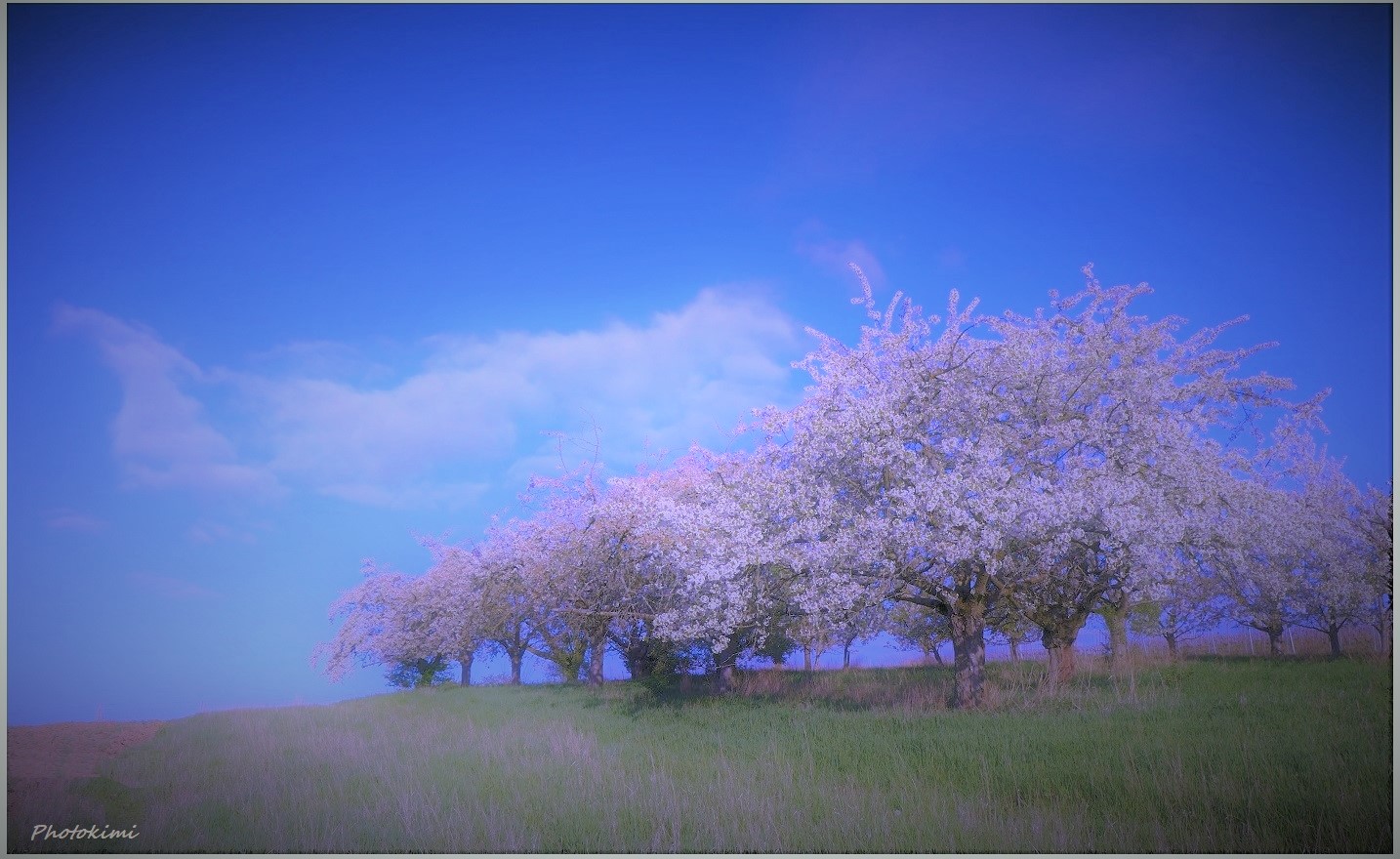 Kirschbäumen auf dem Hügel (I)
