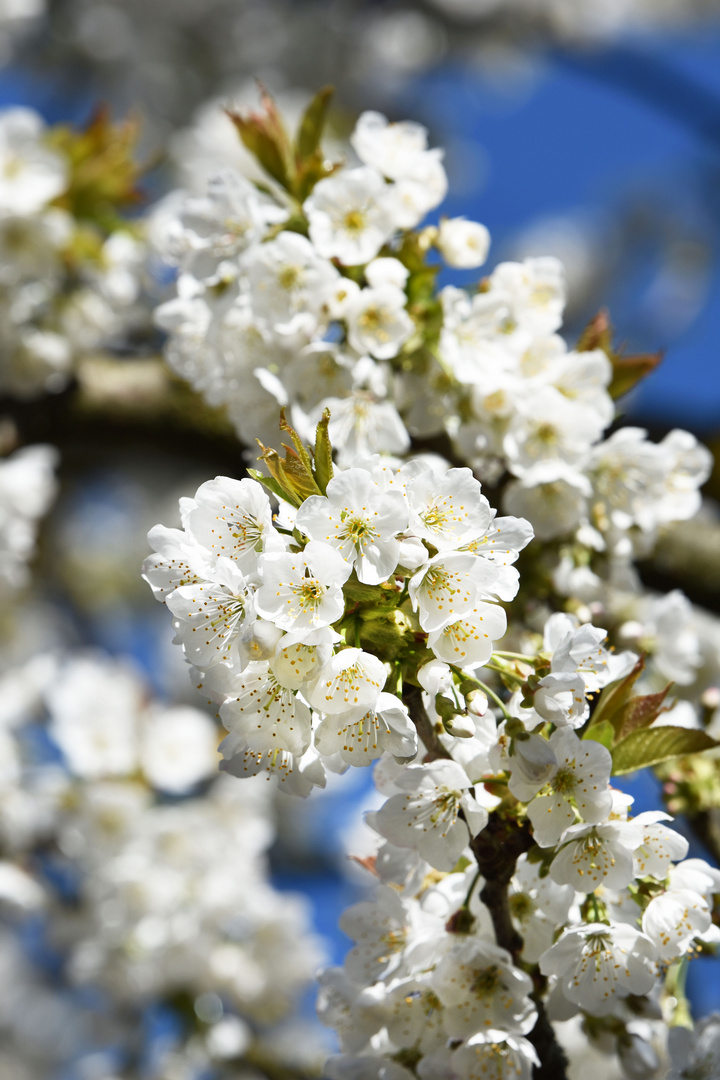 Kirschbaum Foto & Bild jahreszeiten, frühling, blüten Bilder auf
