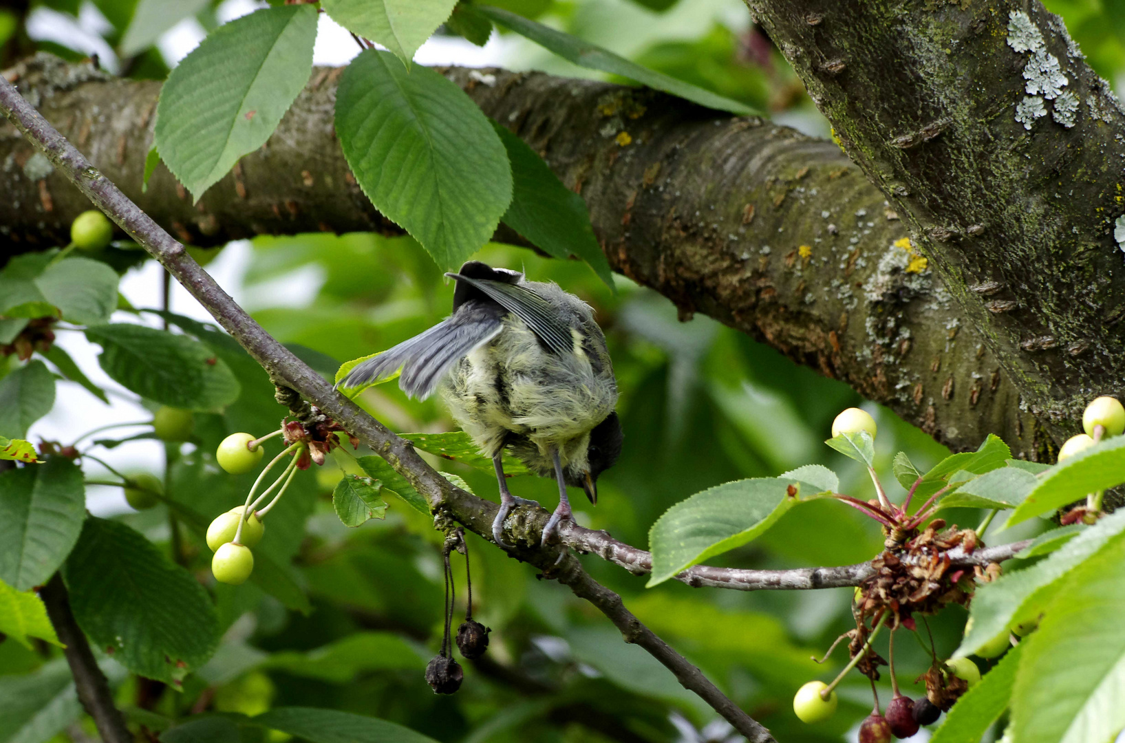 ...Kirschbaum