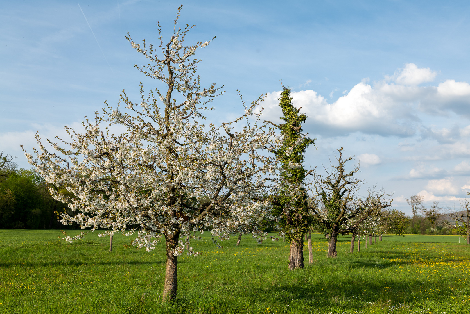 Kirschbaum Foto & Bild pflanzen, pilze & flechten, bäume, obstbäume