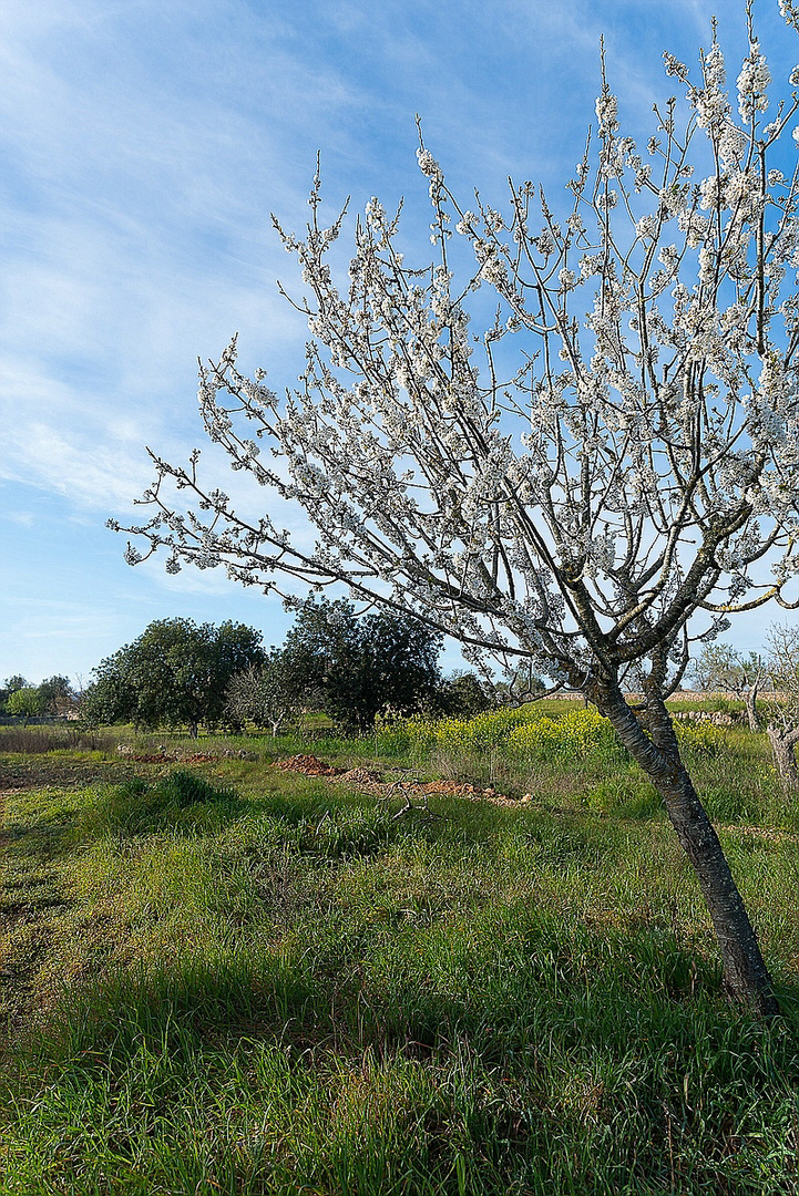 Kirschbaum