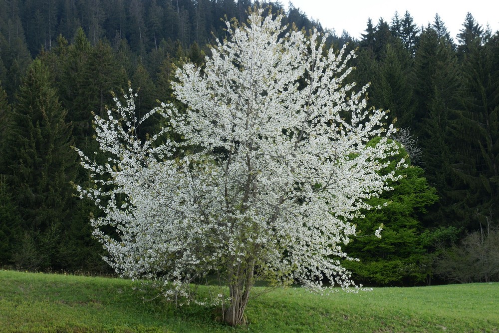 Kirschbaum