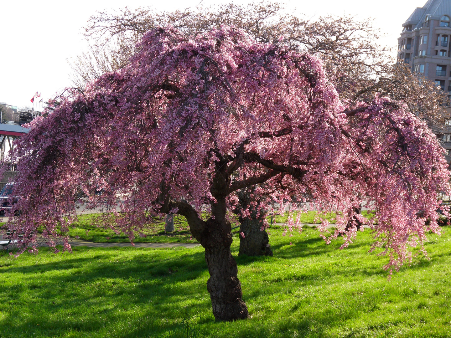 Kirschbaum Foto & Bild pflanzen, pilze & flechten, bäume, natur
