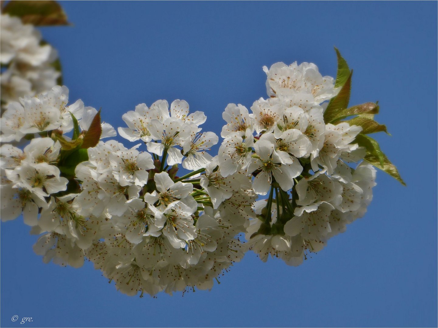 Kirschbaum Foto & Bild frühling, april, grass Bilder auf